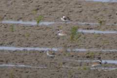 Alaskastrandloper 1 Friesland 16-8-2019