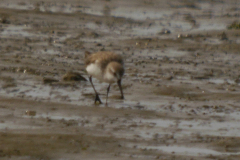 Alaskastrandloper 1  Friesland-kust 17-8-2024