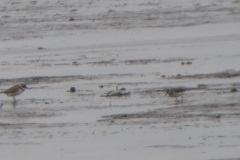 Alaskastrandloper 2 Friesland 16-8-2019  1