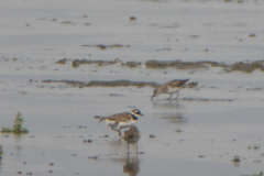 Alaskastrandloper 2 Friesland 17-8-2019