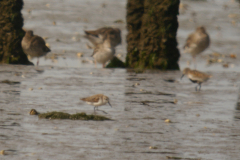 Alaskastrandloper 2  Friesland-kust 17-8-2024