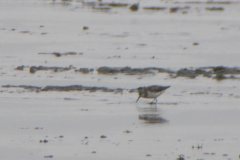 Alaskastrandloper 3 Friesland 17-8-2019