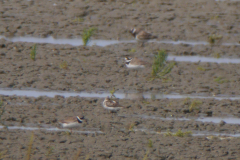 Alaskastrandloper Friesland 16-8-2019