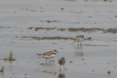 Alaskastrandloper Friesland 17-8-2019