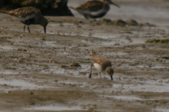 Alaskastrandloper  Friesland-kust 17-8-2024