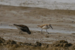 Alaskastrandloper en Bonte strandloper 1  Friesland-kust 17-8-2024