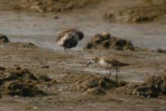Alaskastrandloper en Bonte strandloper 2  Friesland-kust 17-8-2024