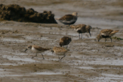 Alaskastrandloper en Bonte strandloper  Friesland-kust 17-8-2024