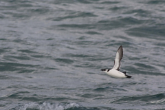 Alk, adult -Noordzee 5-11-2017 a