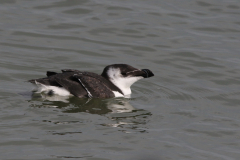 Alk, adult, Texel 10-10-2023