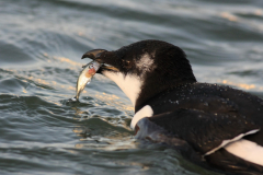 Alk , 1e kj. -Lauwersoog 30-12-2011 b