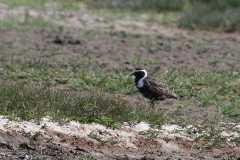 Amerikaanse goudplevier 1  Friesland-kust 29-6-2024