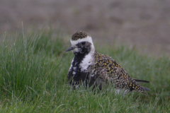 Amerikaanse goudplevier-Groningen-prov. 17-5-2015