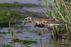 Amerikaanse goudplevier, adult 1  Eemshaven 1-9-2025 b