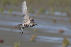 Amerikaanse goudplevier, adult 1  Eemshaven 7-9-2025