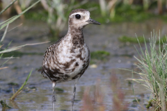 Amerikaanse goudplevier, adult 2  Eemshaven 1-9-2025