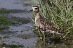 Amerikaanse goudplevier, adult  Eemshaven 1-9-2025 b