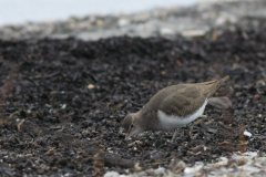 Amerikaanse oeverloper Noord-Holland 25-1-2015