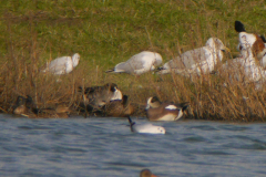 Amerikaanse smient Friesland 19-10-2019