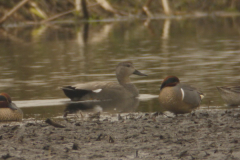 Amerikaanse wintertaling 1-Drenthe 4-4-2014 a