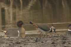 Amerikaanse wintertaling 2-Drenthe 4-4-2014 a