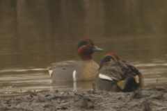 Amerikaanse wintertaling 3-Drenthe 4-4-2014 a