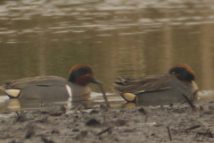 Amerikaanse wintertaling-Drenthe 4-4-2014 a