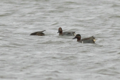 Amerikaanse wintertaling-Lauwersmeer 30-3-2012 a