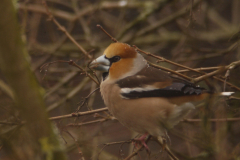 Appelvink 16-Groningen-stad 24-2-2013