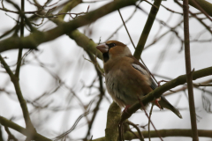 Appelvink-Flevoland 31-12-2021