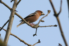 Appelvink-Groningen-stad 23-3-2010