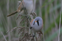 Baardman, ♂ en ♀   2-Eemshaven 6-9-2009 b