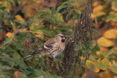 Grote barmsijs-Noord-Holland 22-10-2016