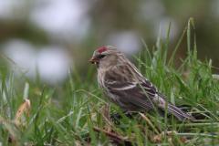 Grote barmsijs-Onlanden 4-2-2018