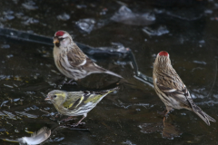 Grote barmsijs met Sijs-Groningen-stad 8-2-2018 b