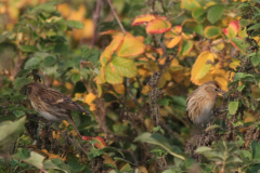 Kleine barmsijs 1-Noord-Holland 22-10-2016