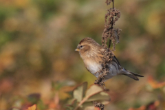 Kleine barmsijs 2-Noord-Holland 22-10-2016