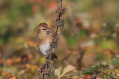 Kleine barmsijs 4-Noord-Holland 22-10-2016