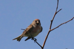 Kleine barmsijs Schiermonnikoog 1-7-2015