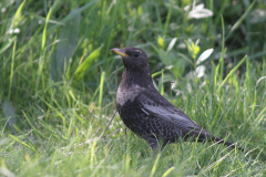 Beflijster, ♀  2-Eemshaven 22-4-2007 b