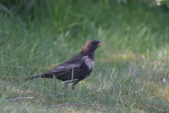 Beflijster, ♀  4-Eemshaven 22-4-2007 b