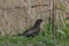 Beflijster, ♀  6-Lauwersmeer 1-5-2015