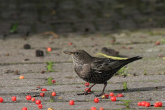 Beflijster, 1e kj.-Vlieland 21-10-2017