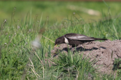 Beflijster-Zuidlaardermeergebied 20-4-2019