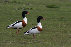 Bergeend, ♂ en ♀ -Onlanden 6-4-2023