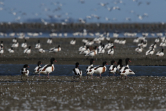 Bergeend 1 Friesland-kust 30-8-2022 b