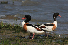 Bergeend, ♂ en ♀ -Ameland 26-6-2016