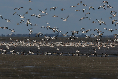 Bergeend Friesland-kust 30-8-2022 b