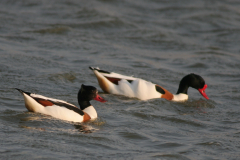 Bergeend, ♀ en ♂ -Lauwersmeer 1-4-2007 b