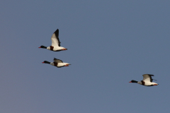 Bergeend-Lauwersoog 21-11-2021